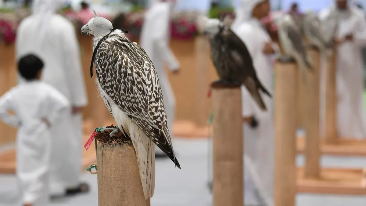 دبي.. شحنة خضراوات تكشف عن تهريب 64 من "الصقور الحرة"