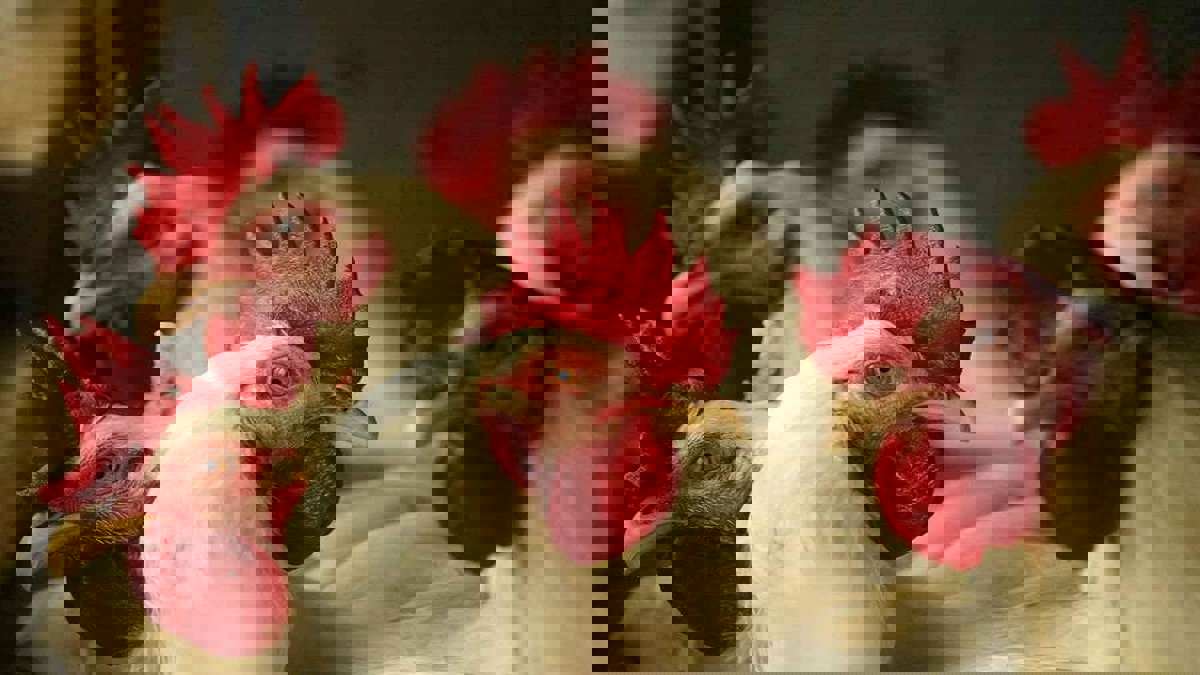 المصريون يستهلكون 3.2 مليون دجاجة يوميًا في رمضان