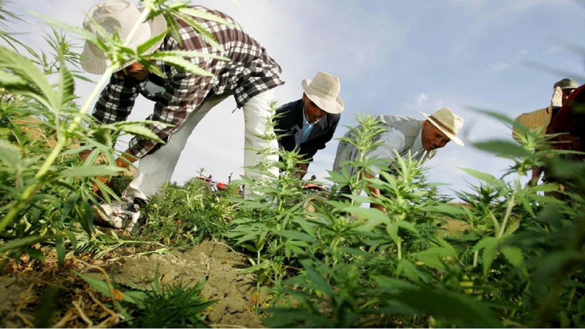 الحكومة المغربية تقر مشروعًا لتقنين زراعة القنب الهندي لأغراض طبية وصناعية