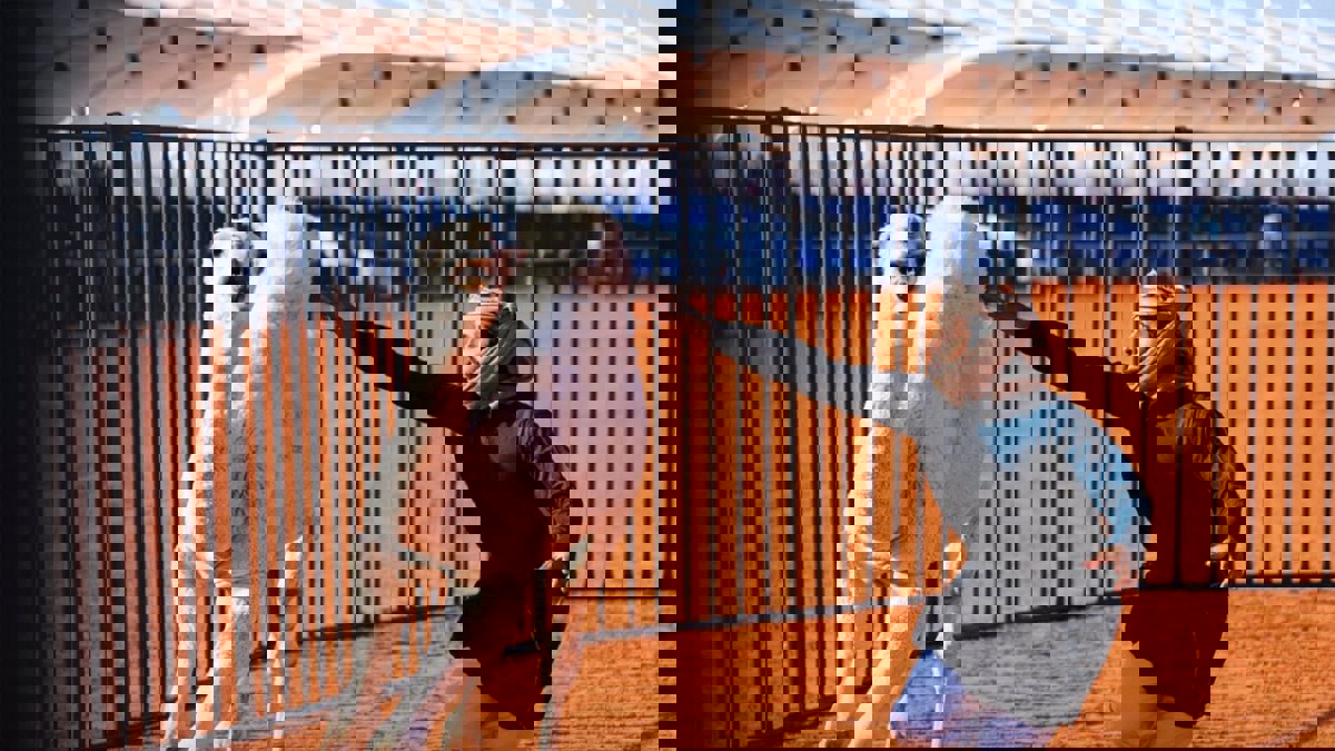 على غرار مصارعة الثيران.. مسابقة مثيرة لمصارعة الإبل في السعودية 