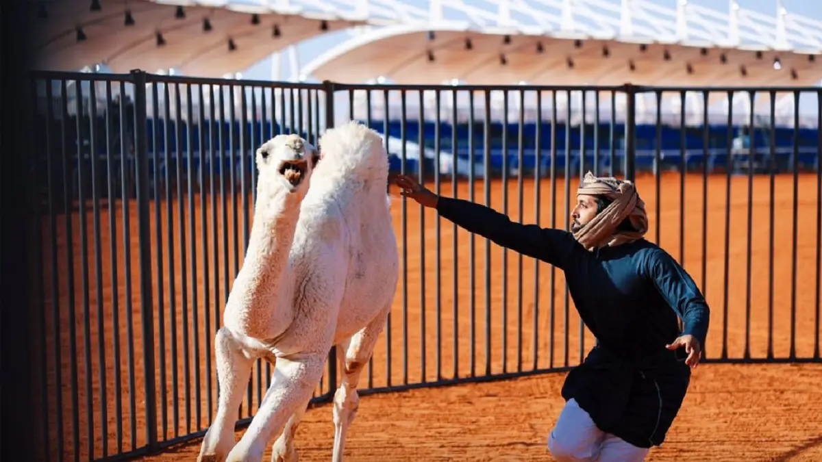 على غرار مصارعة الثيران.. مسابقة مثيرة لمصارعة الإبل في السعودية 