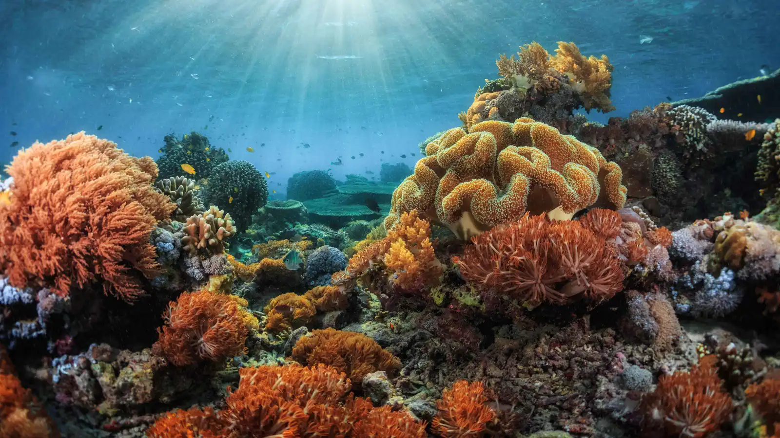 "2026" قد تشهد نقطة اللاعودة للشعاب المرجانية