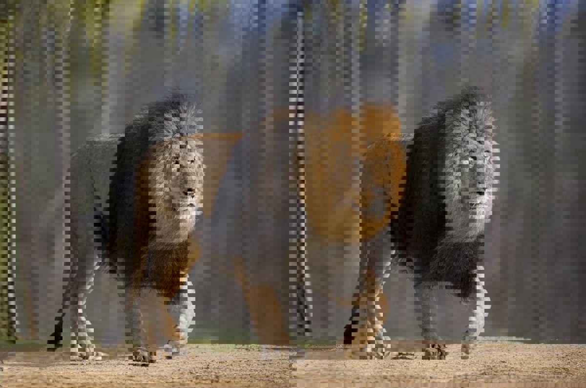 أسد هارب يثير الذعر في كراتشي الباكستانية