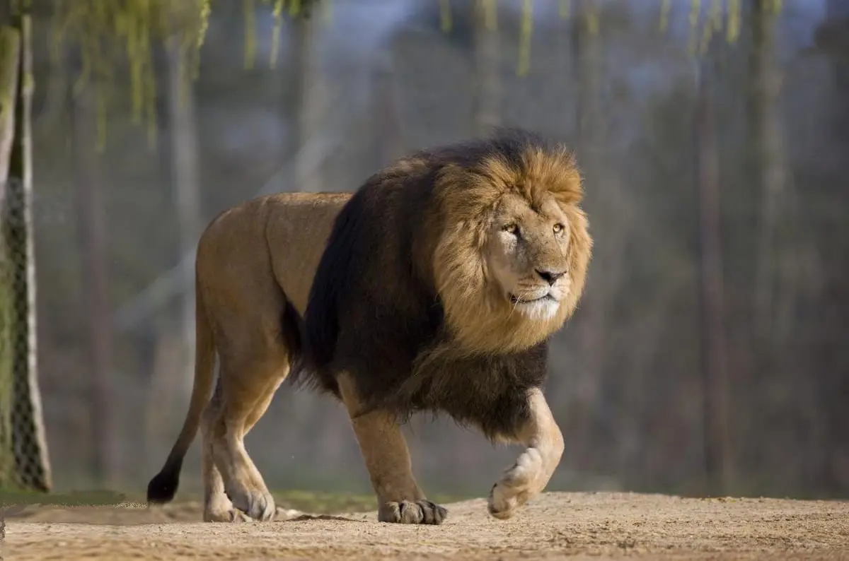 أسد هارب يثير الذعر في كراتشي الباكستانية