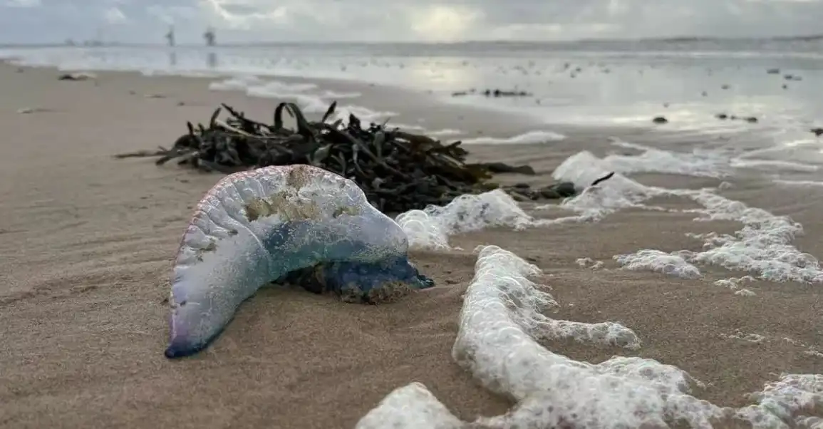 قناديل البحر البرتغالية