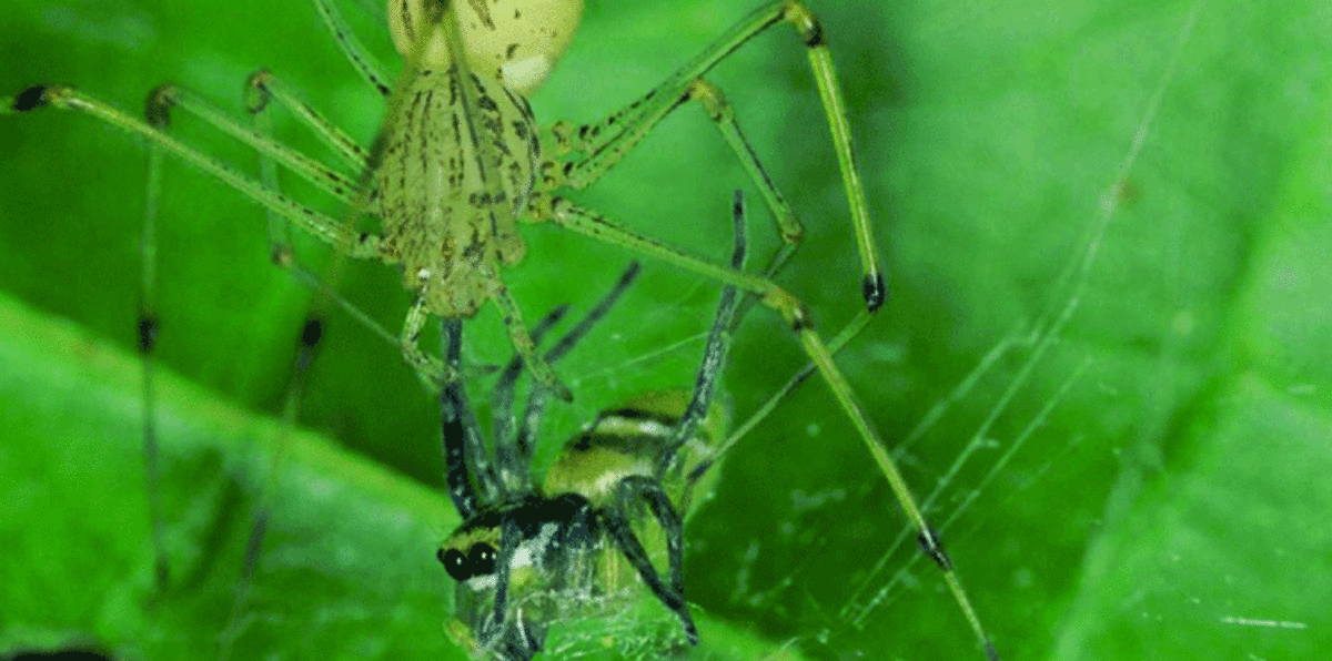 باحثون: العناكب تتحكم في شكل شباكها لاصطياد فرائسها بشكل أفضل