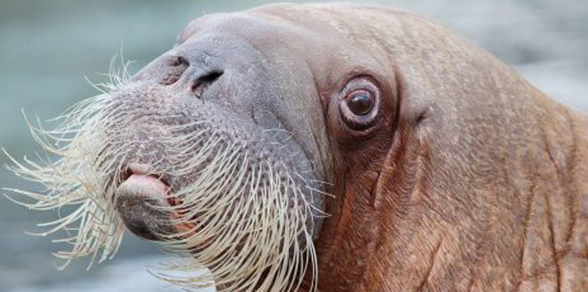 بالصور.. 5 ألغاز مُحيّرة لم يجد لها العالم  تفسيرًا‎