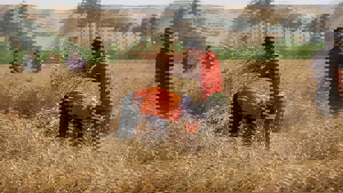 مخزون القمح لدى الدول العربية.. هل يجنبها تقلبات الأسعار العالمية؟