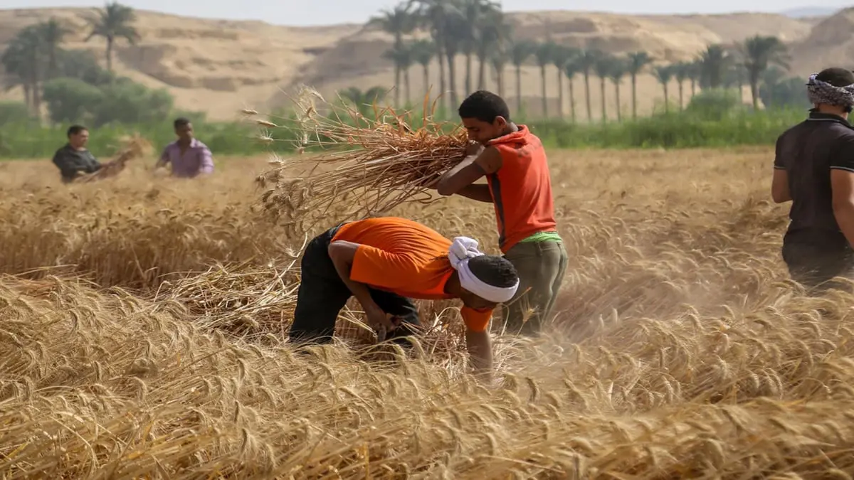 مخزون القمح لدى الدول العربية.. هل يجنبها تقلبات الأسعار العالمية؟