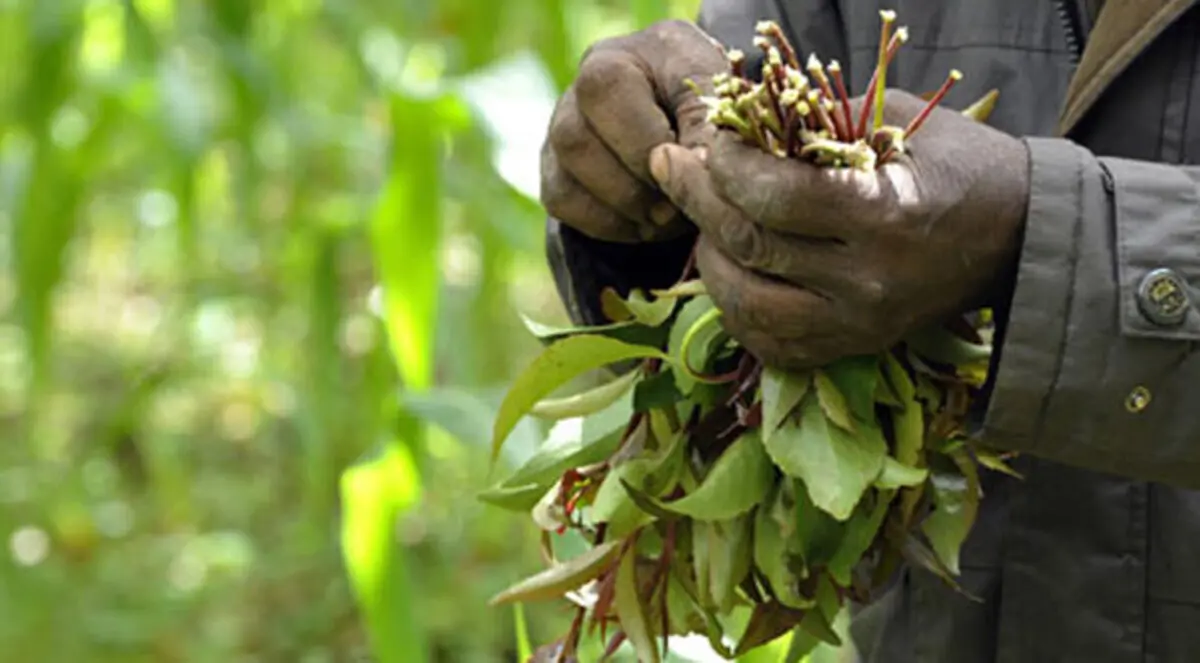 القات يتردد في الانتشار في أمريكا