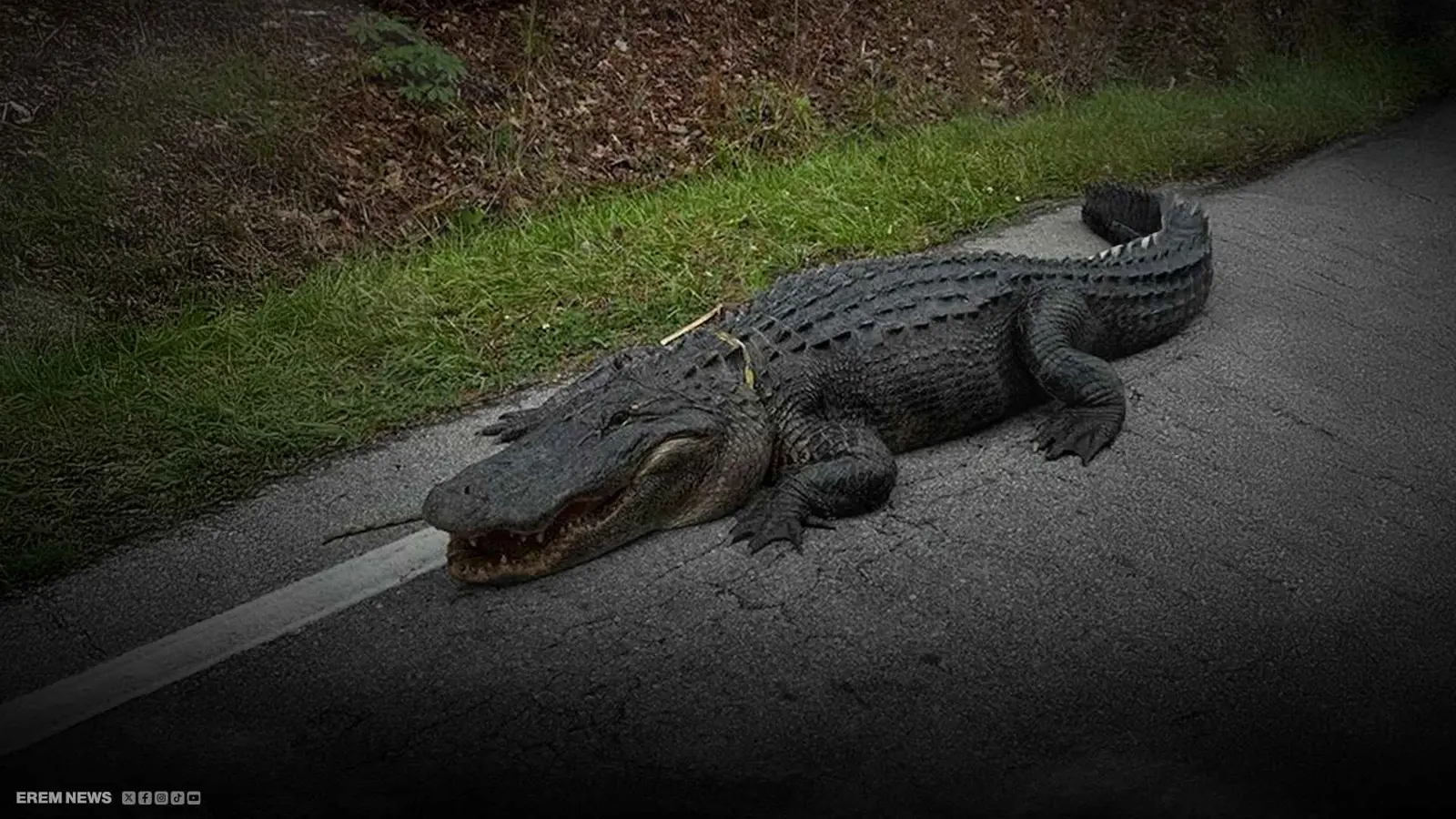 تمساح أمريكي