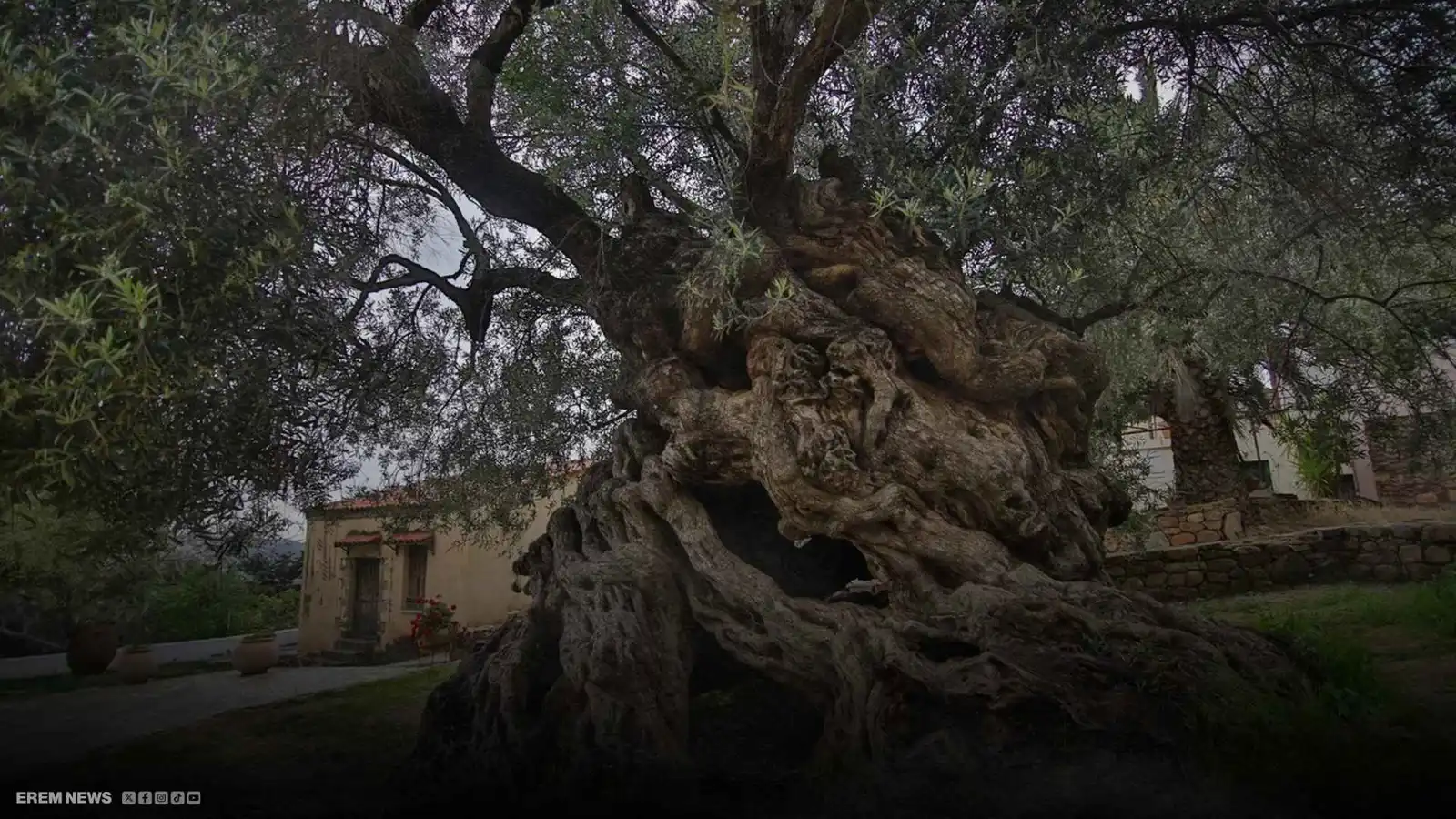 "تحفة طبيعية".. تعرف على أقدم شجرة زيتون في العالم (فيديو)