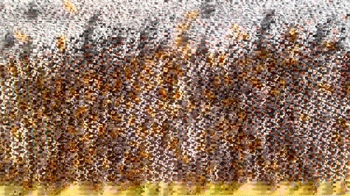 مقيم يمني يحرق 100 خلية نحل في مزرعة سعودية