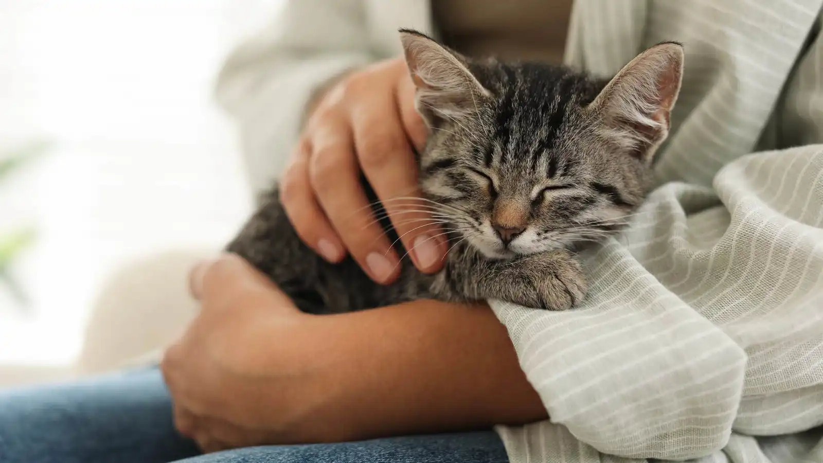 حيلة علمية بسيطة للتواصل مع قطتك (فيديو)