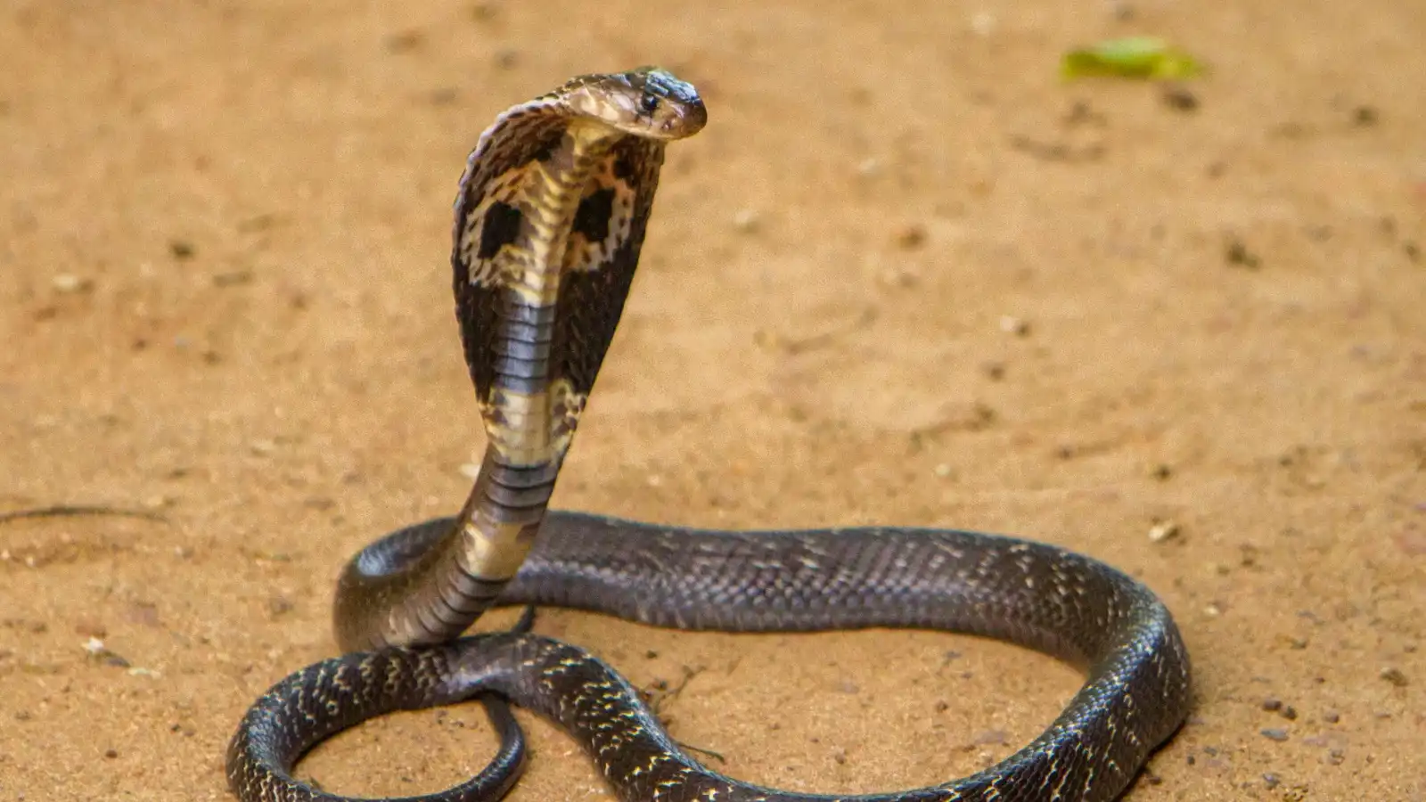 محكمة تدين رجلًا حرم أفعى من الطعام حتى الموت