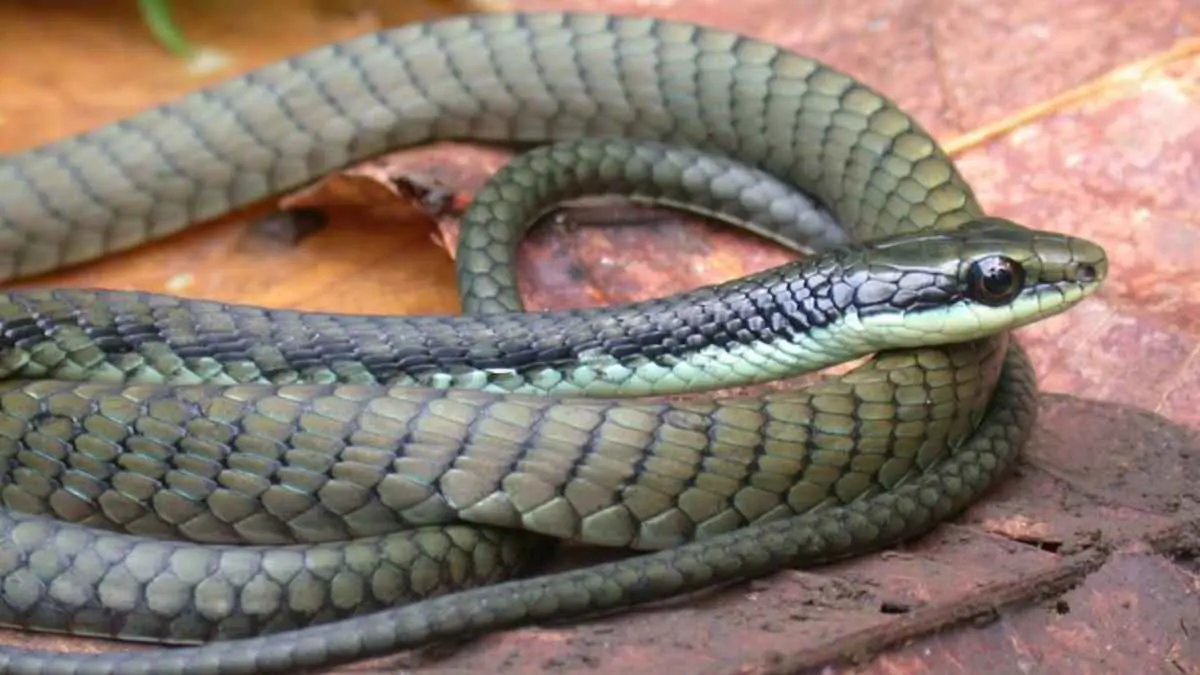 اكتشاف 4 ثعابين نادرة في بابوا غينيا الجديدة (صور)