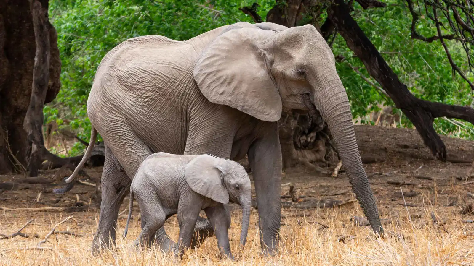 حصد آلاف المشاهدات.. مشهد مؤثر بين فيل وأمه يخطف القلوب (فيديو)