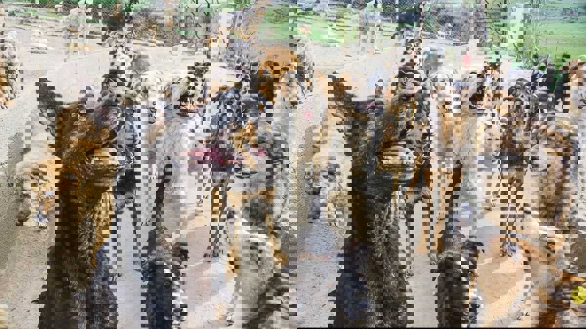 الكويت.. أنباء عن وفاة طفلة بهجوم للكلاب في مسايل