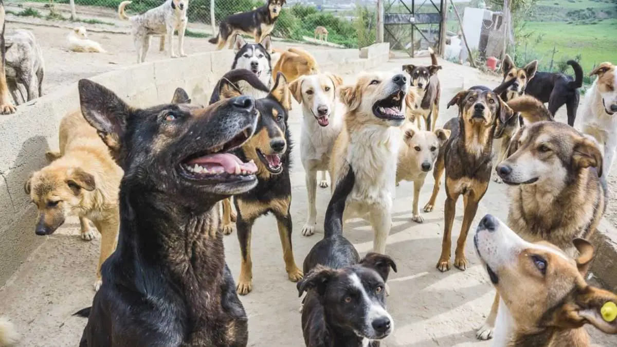 الكويت.. أنباء عن وفاة طفلة بهجوم للكلاب في مسايل