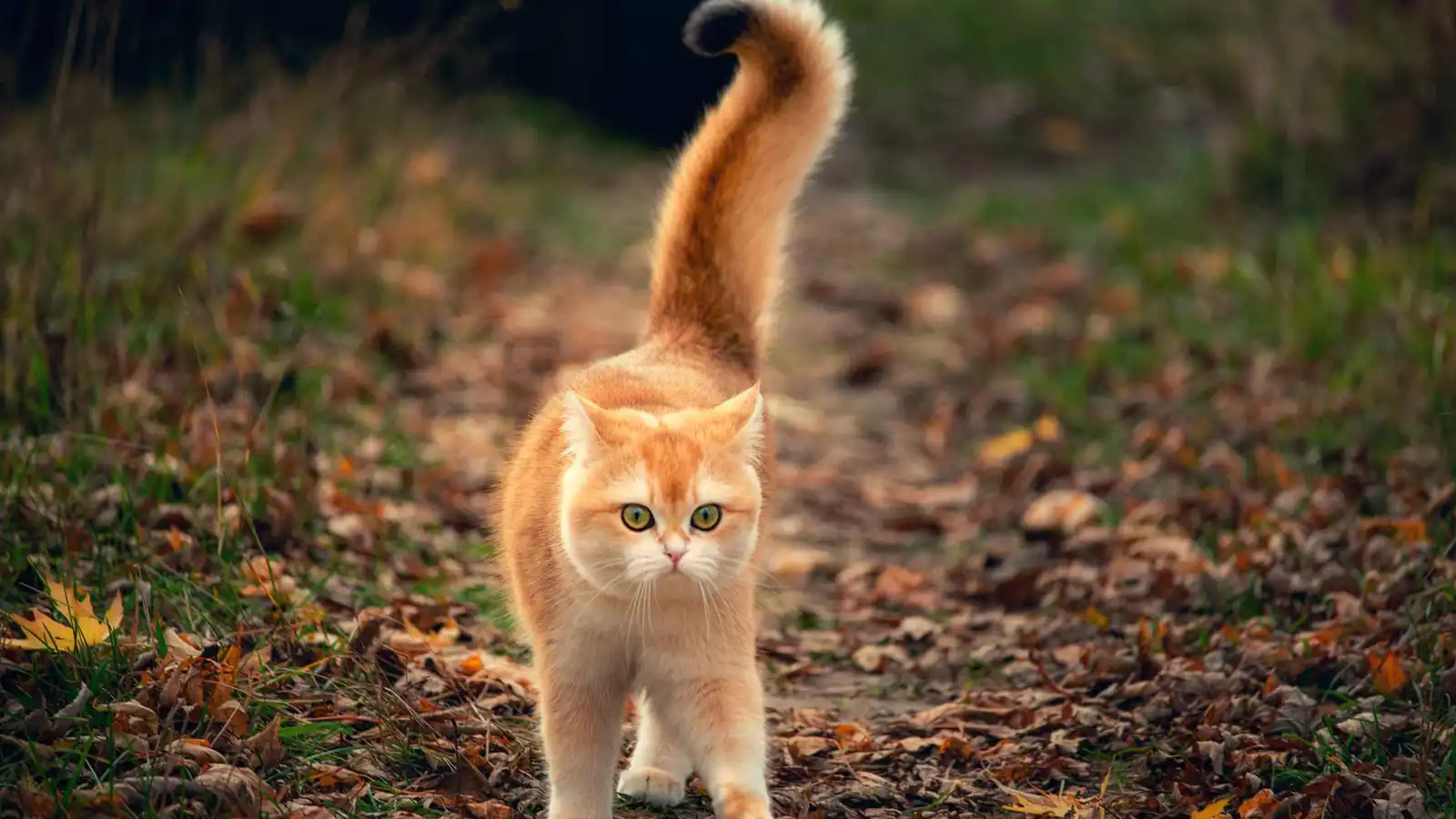 علماء يفسرون سر قدرة القطط على الهبوط بأقدامها