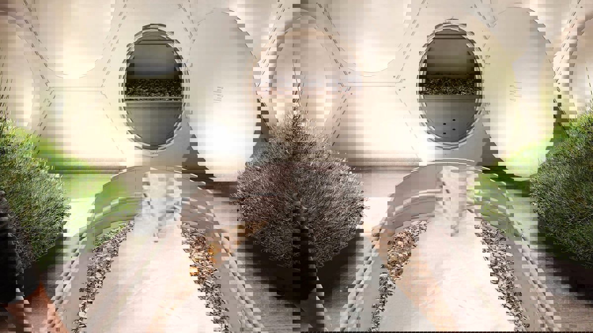 بتحويلها سمادًا... حركة في  أمريكا تسعى إلى جعل الجثث حياة للبيئة