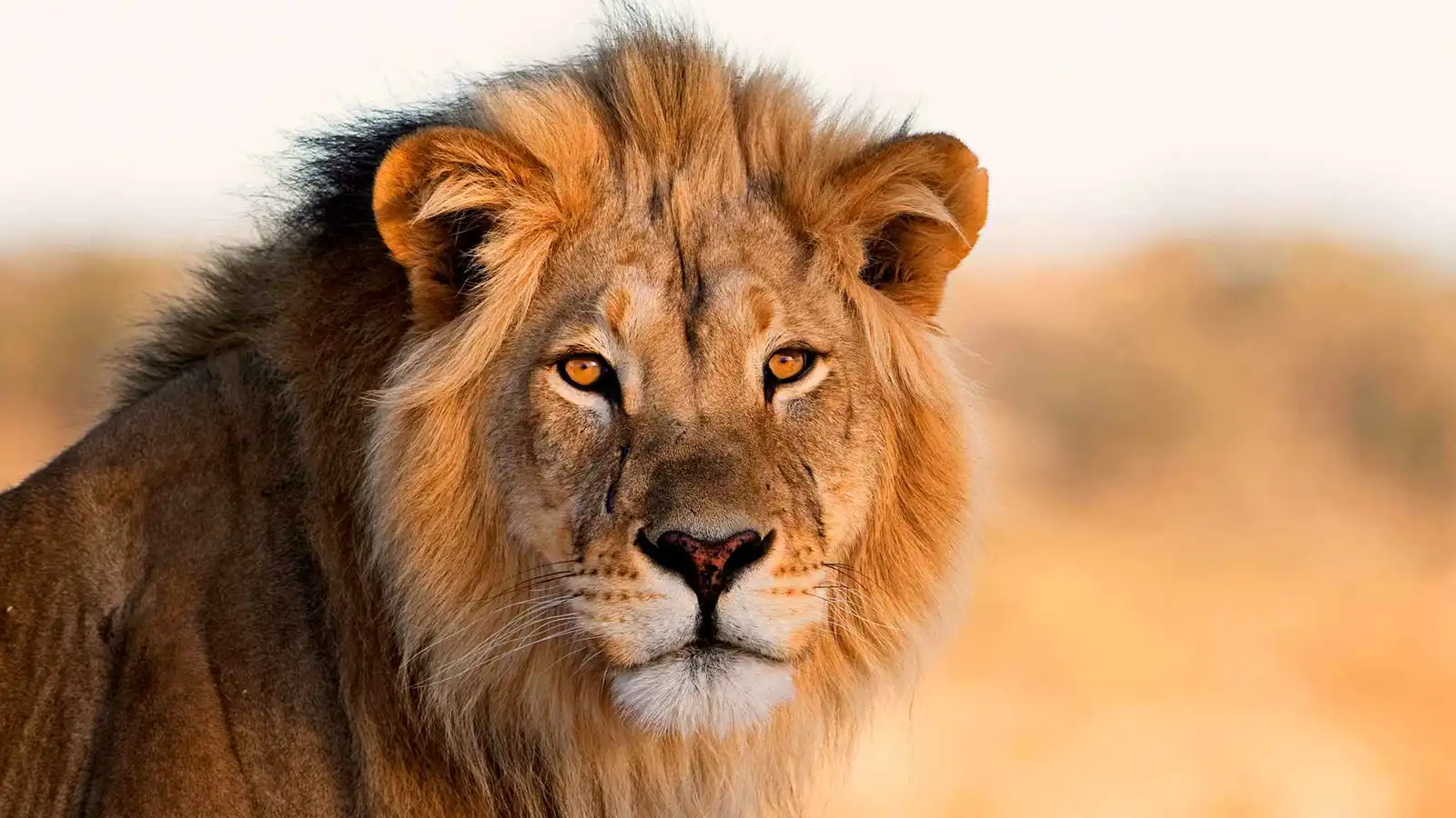 حديقة حيوان تشيستر تودع الأسد الآسيوي النادر "إبليس"