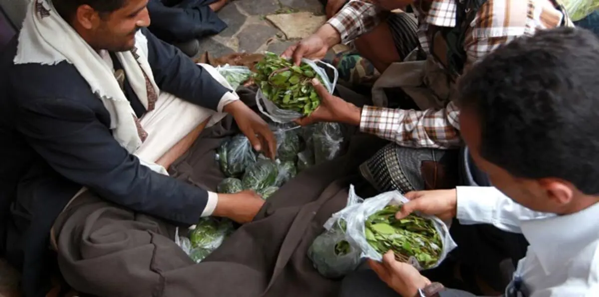 عدن تتخذ قرارا تاريخيا بقصر دخول القات على يومين بالأسبوع