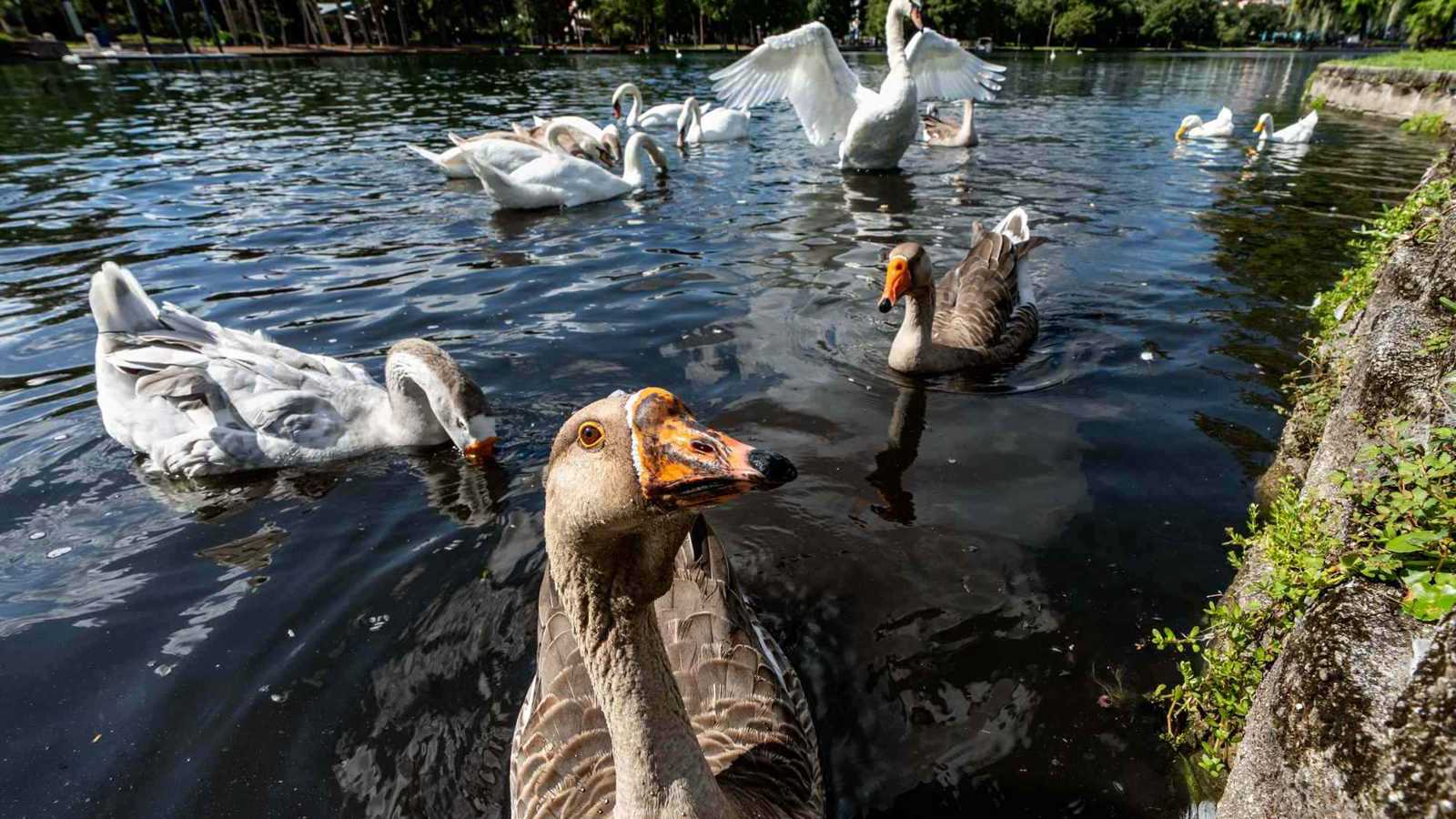 نفوق بجعات في متنزه بأورلاندو يثير مخاوف من إنفلونزا الطيور