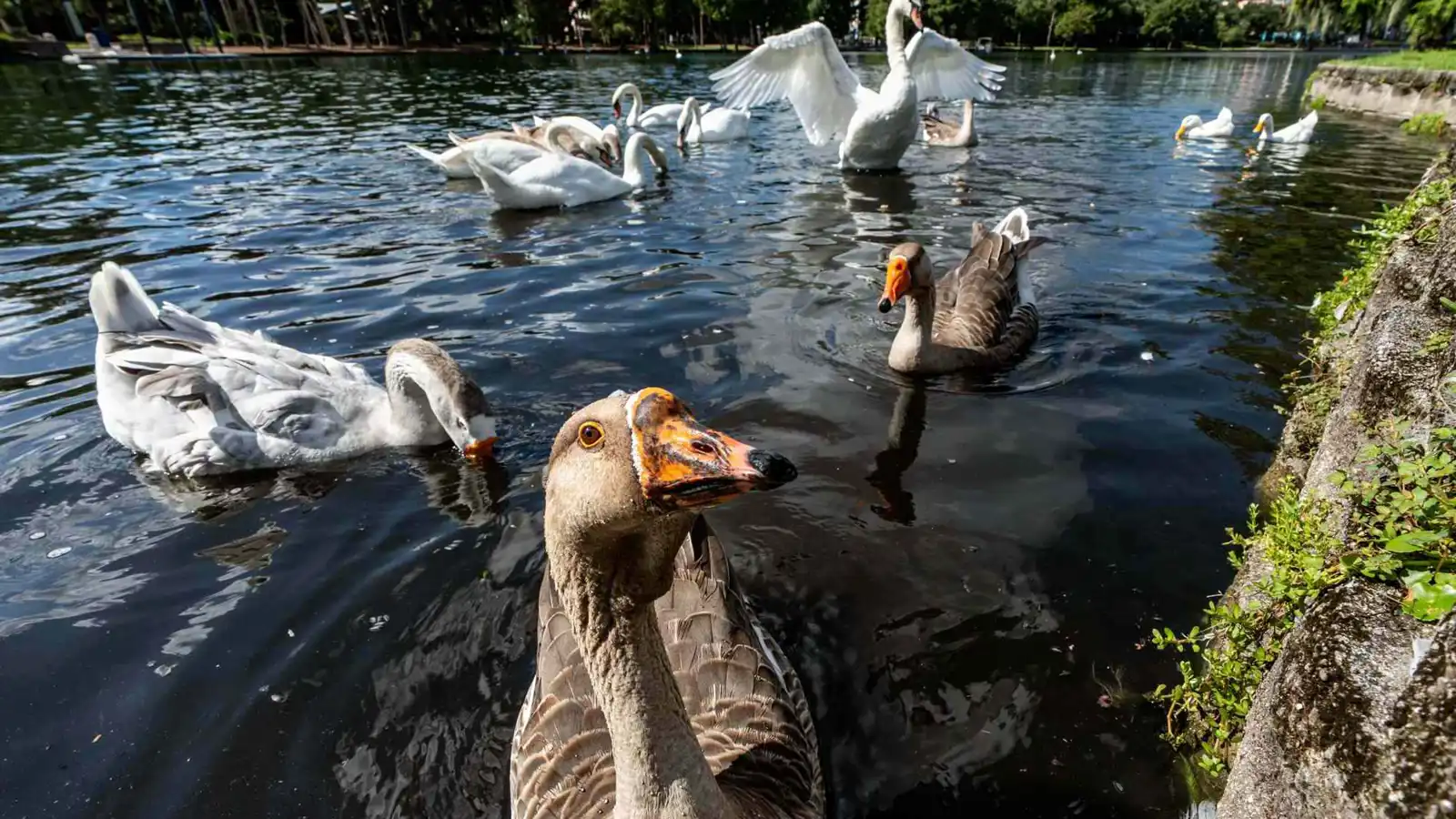 نفوق بجعات في متنزه بأورلاندو يثير مخاوف من إنفلونزا الطيور