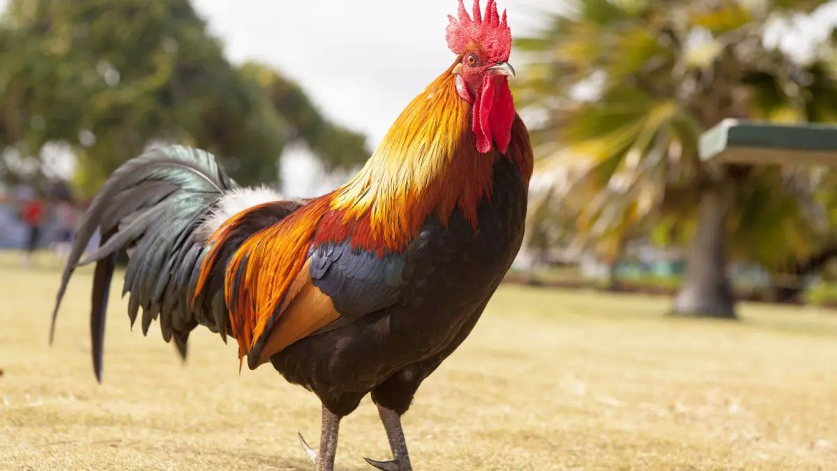 الأمن الجزائري ينفي احتجاز "ديك" أزعج دبلوماسية غربية (فيديو)