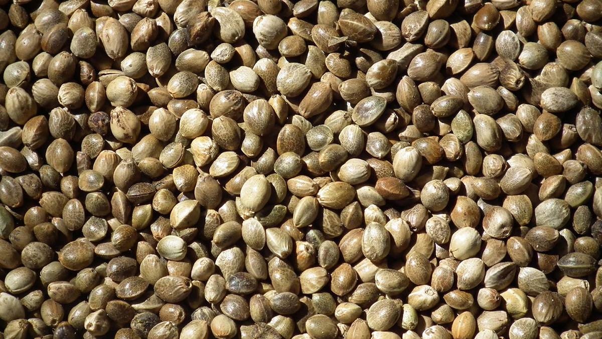 من علاج مشاكل الجلد لتعزيز صحة القلب.. فوائد مدهشة لبذور القنب