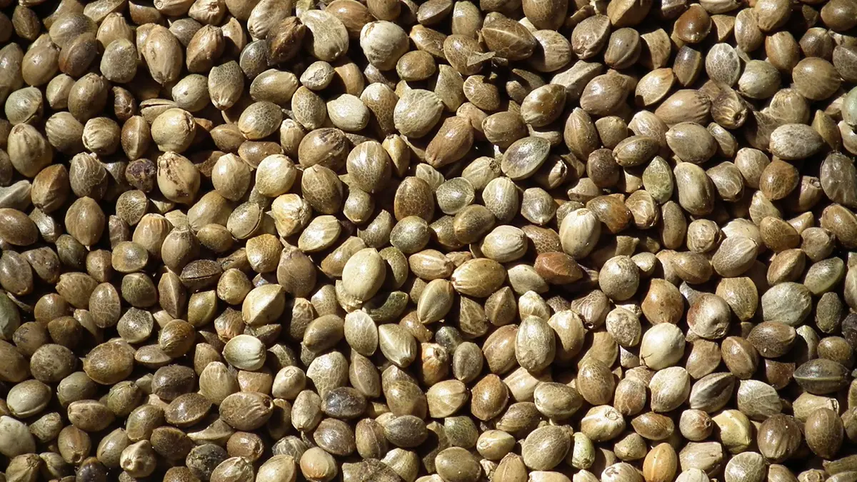 من علاج مشاكل الجلد لتعزيز صحة القلب.. فوائد مدهشة لبذور القنب