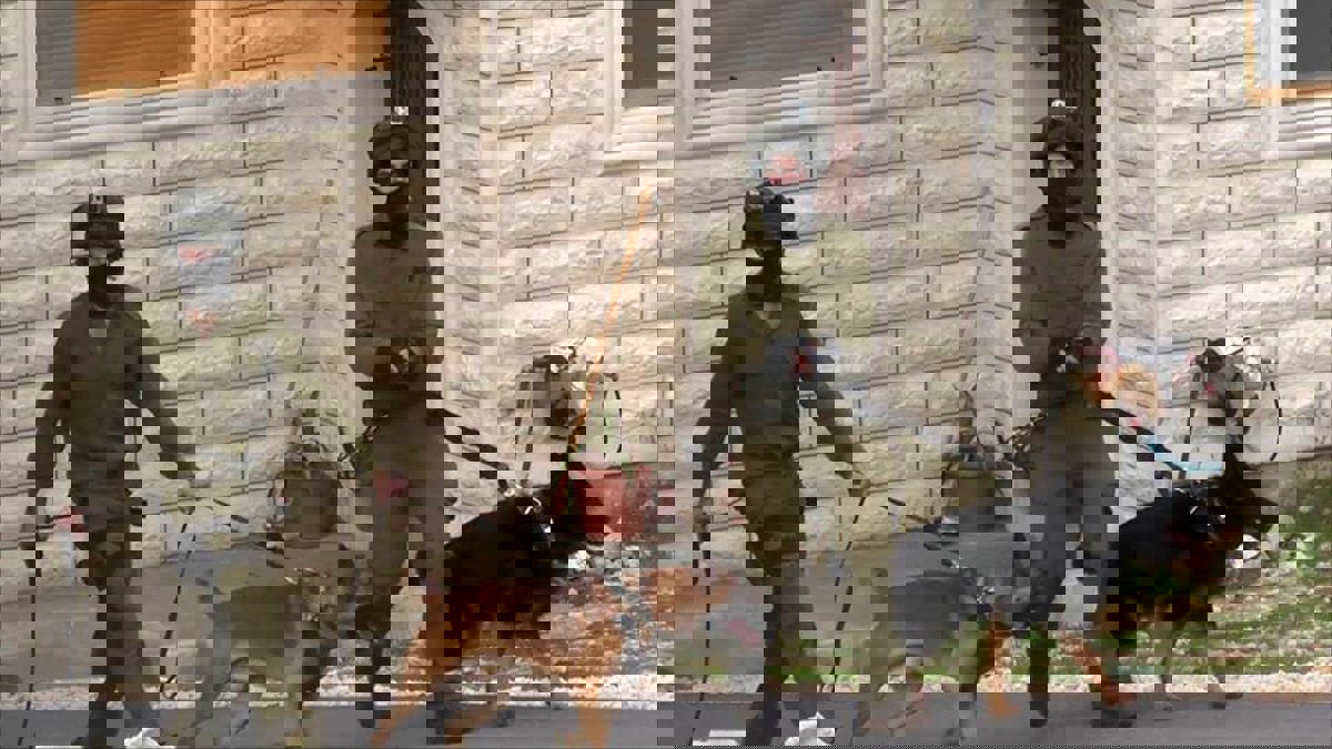 الصحة الإسرائيلية تطالب بـ"الحشيش" لعلاج الكلاب "القلقة" بسبب أحداث غزة