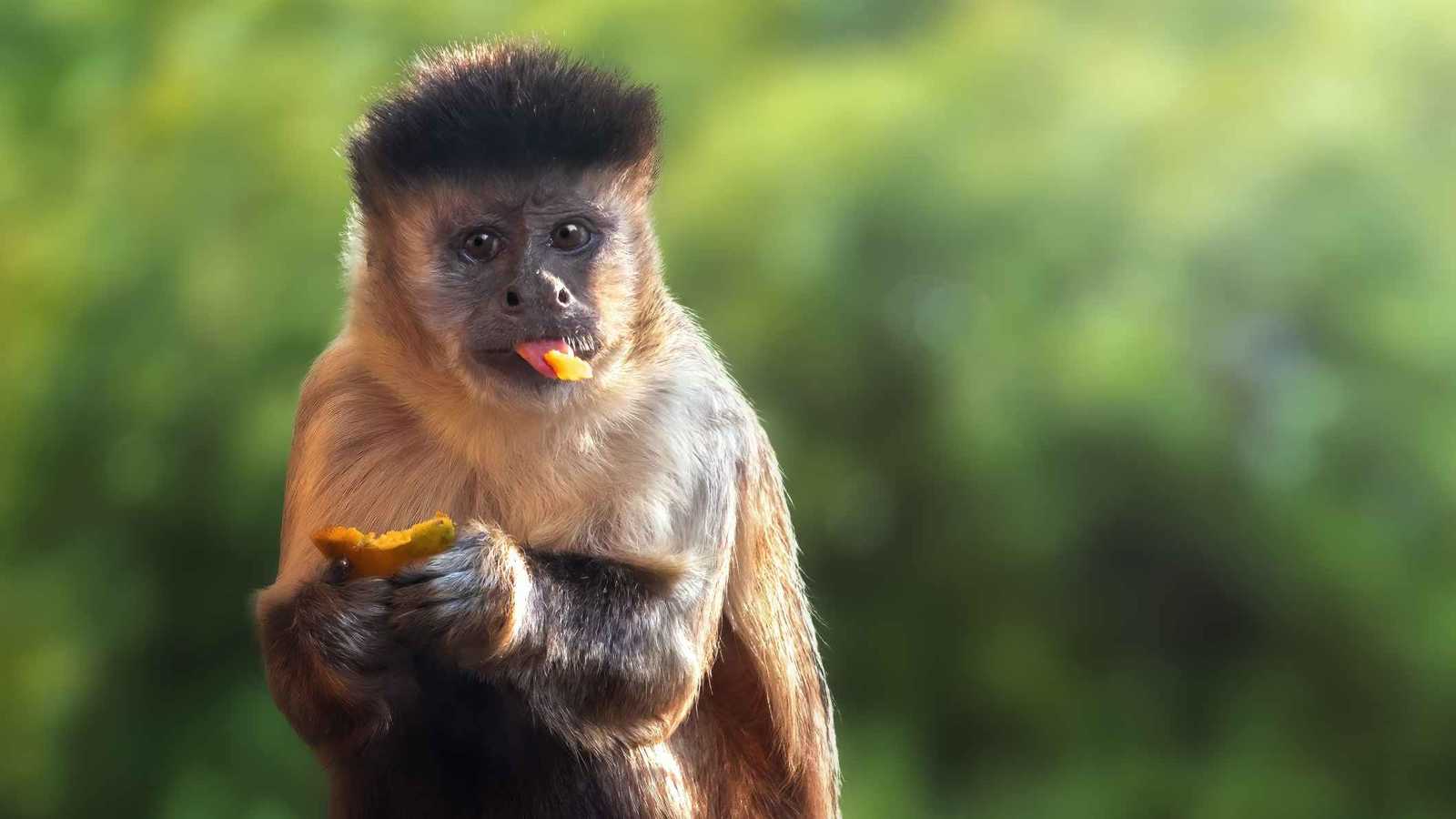 آلاف المشاهدات.. فيديو طريف لقرد مشاكس يفسد صباح زوجين