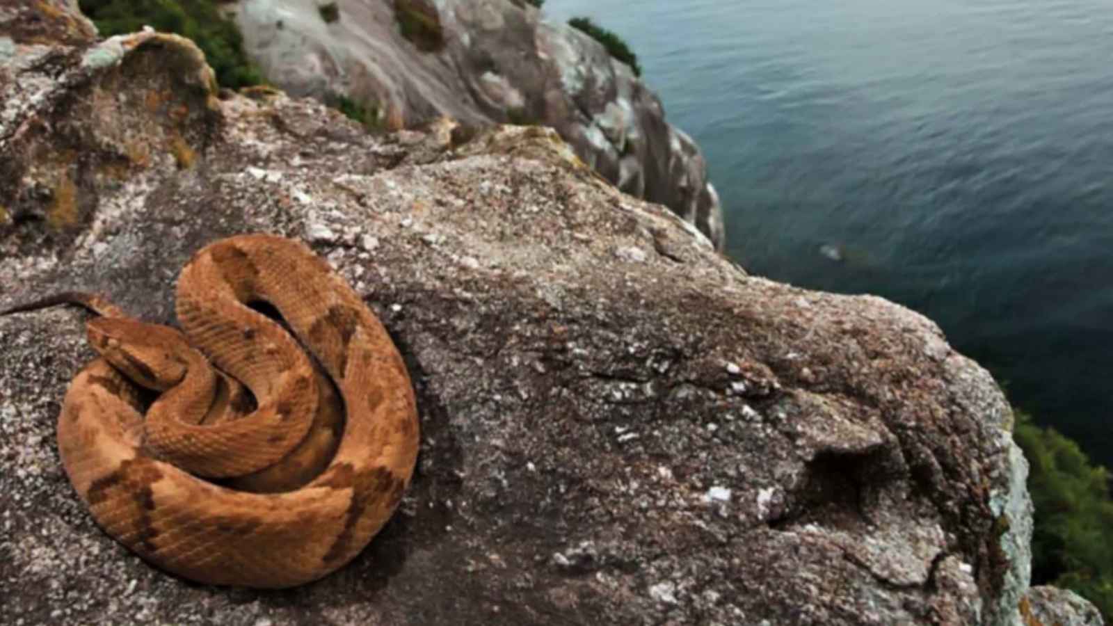 جزيرة الثعابين.. معقل الموت السام في البرازيل (فيديو)