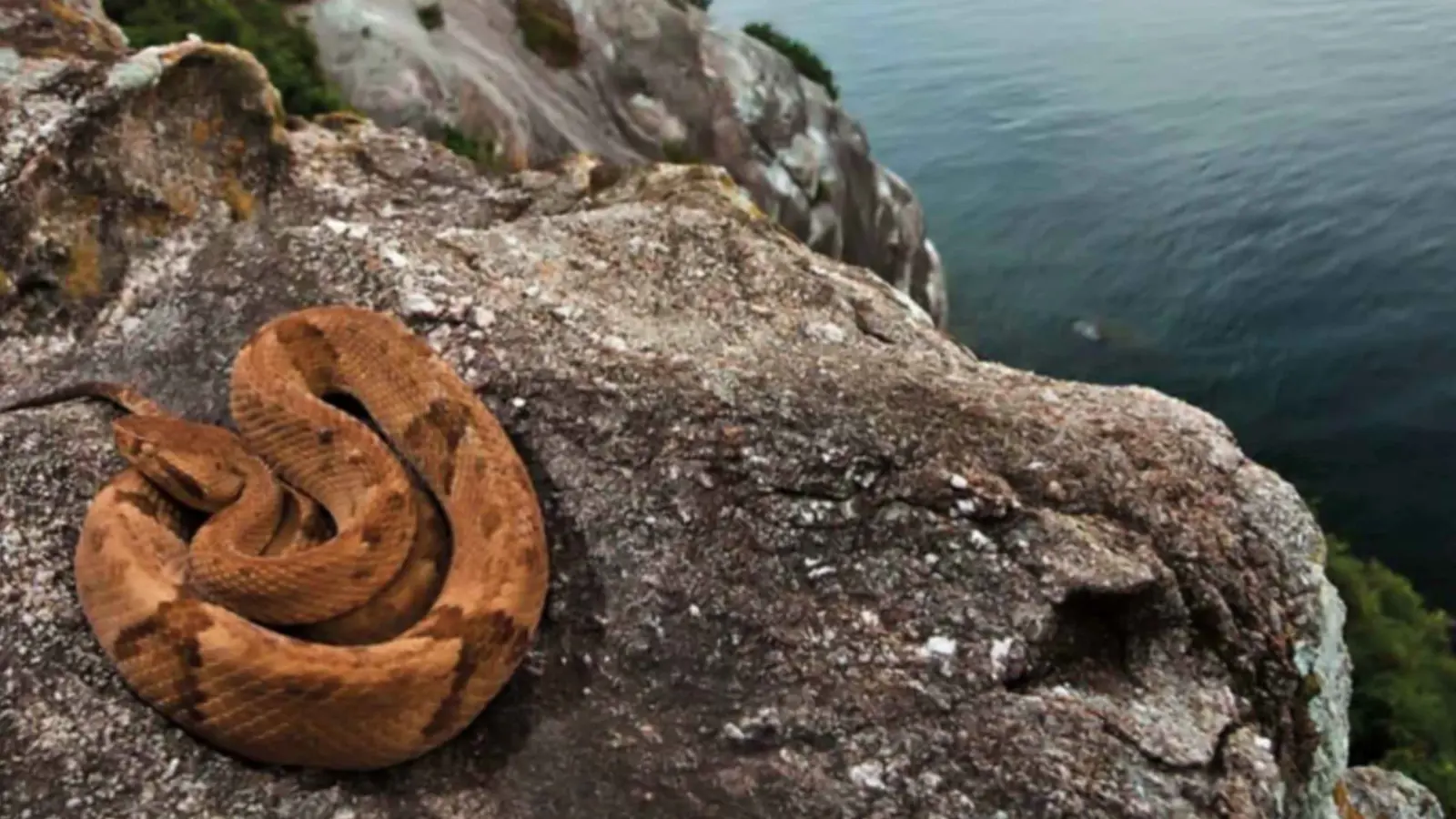 جزيرة الثعابين.. معقل الموت السام في البرازيل (فيديو)