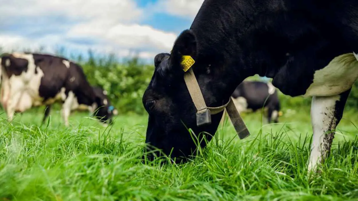 كوارث تقليل "العشب" في علف الأبقار على صحتك