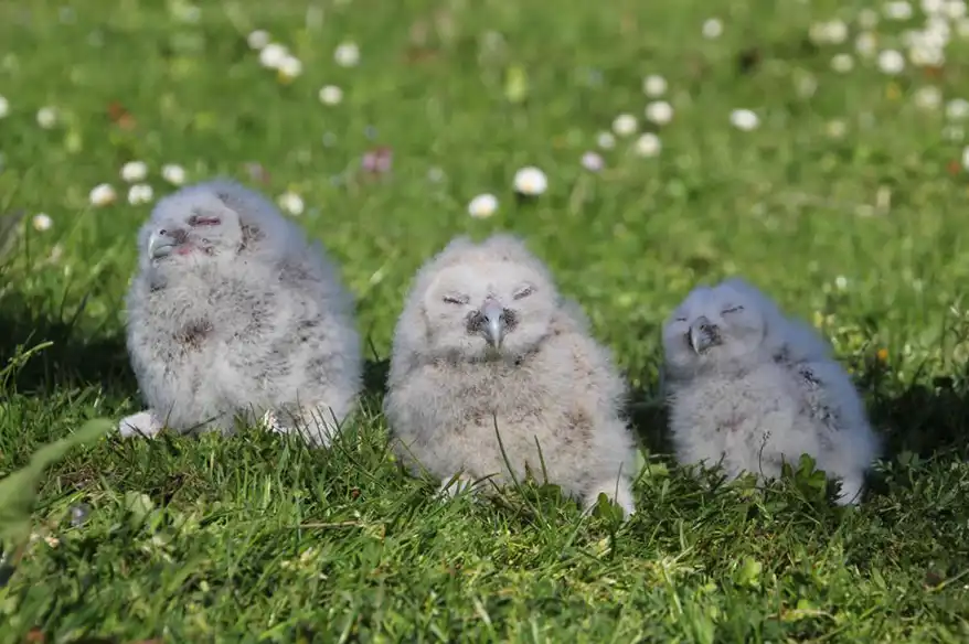 فراخ البومة الجديدة