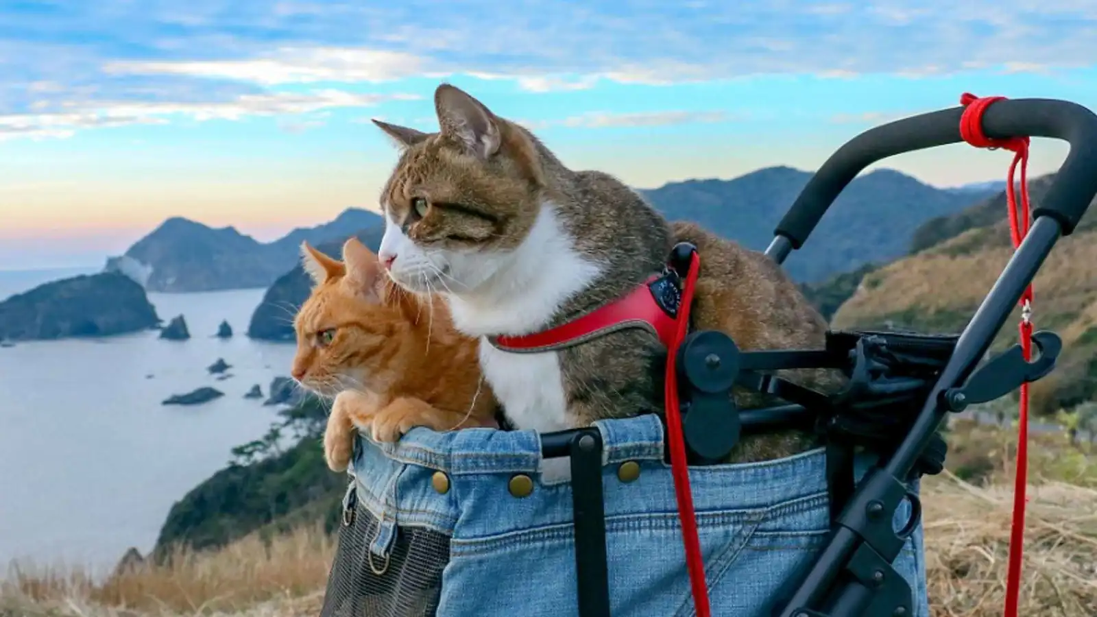 القطط.. نافذة جديدة لعلاج سرطان الثدي لدى البشر