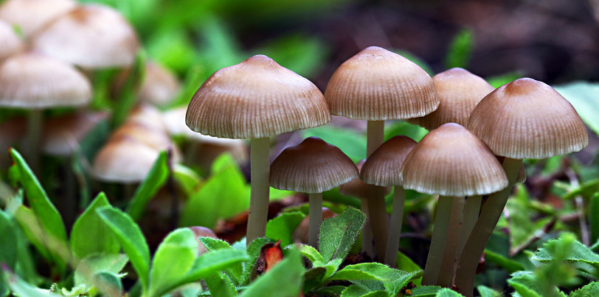 مخدر طبيعي يخفف من القلق والاكتئاب.. تعرف عليه