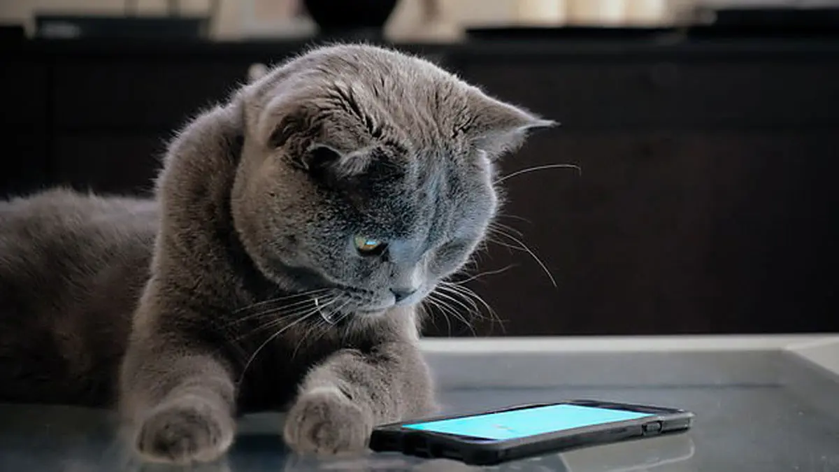 ابتكار تطبيق يترجم أصوات القطط إلى اللغة الإنجليزية