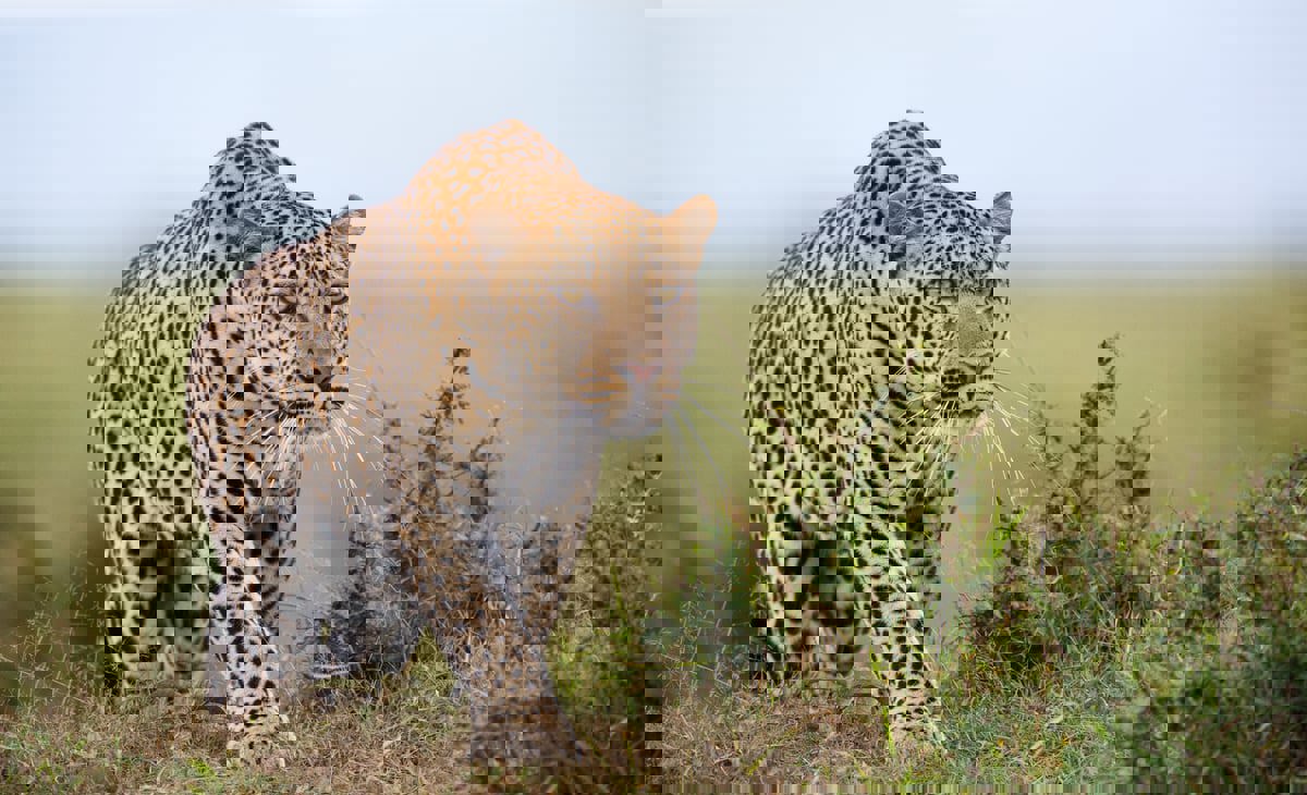 نجا بأعجوبة.. نمر يحاول افتراس حارس بعدما أصاب سيدتين (فيديو)