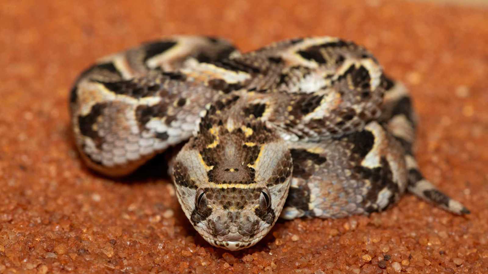 أفعى أفريقيا القاتلة.. كيف تحولت من عدو مُرعب إلى بطل "غير متوقّع"؟