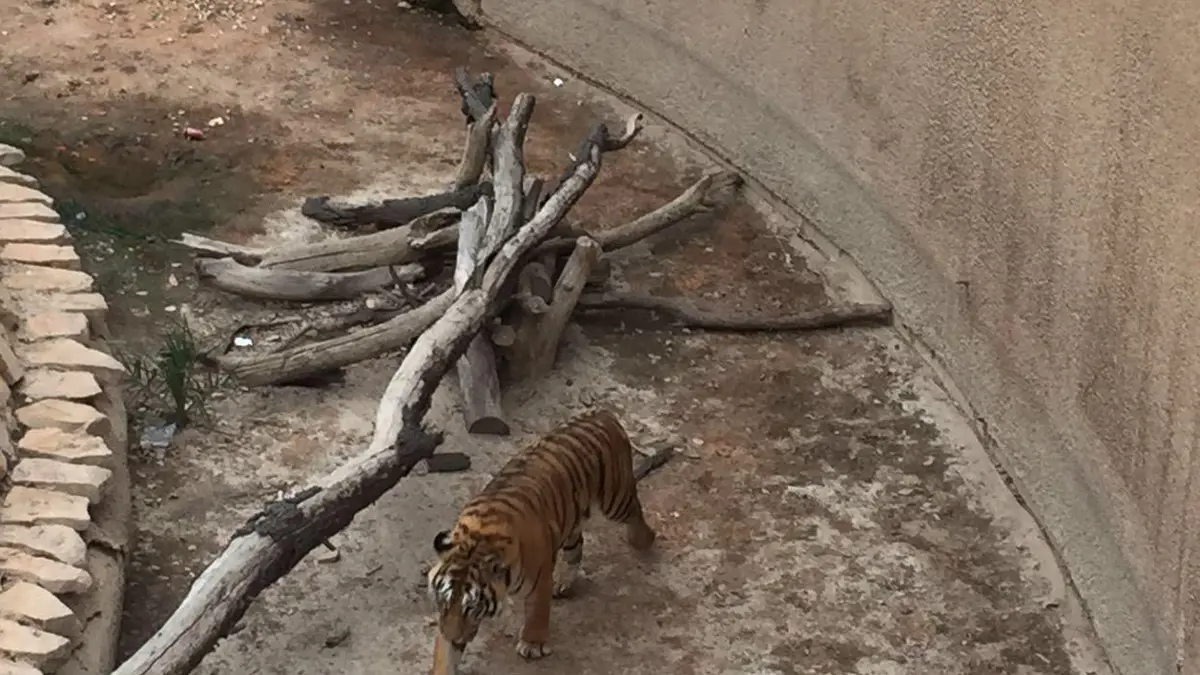 تفاصيل افتراس نمر بحديقة حيوان الملز لسوداني