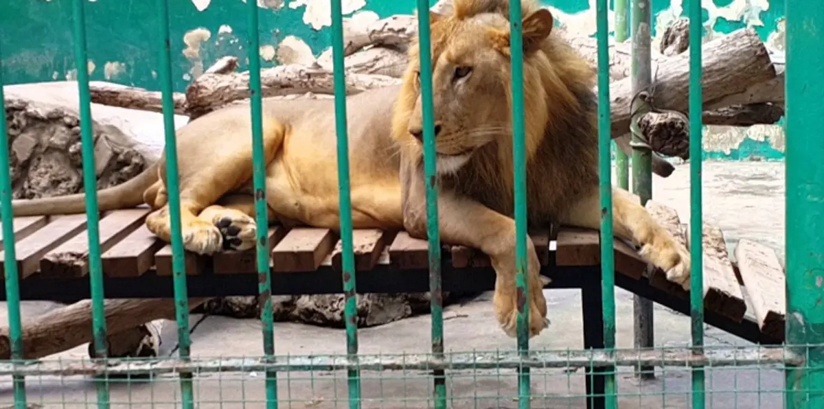 من مفارقات الحرب.. نقل أسد ودبة من الموصل إلى الأردن لتلقي الرعاية