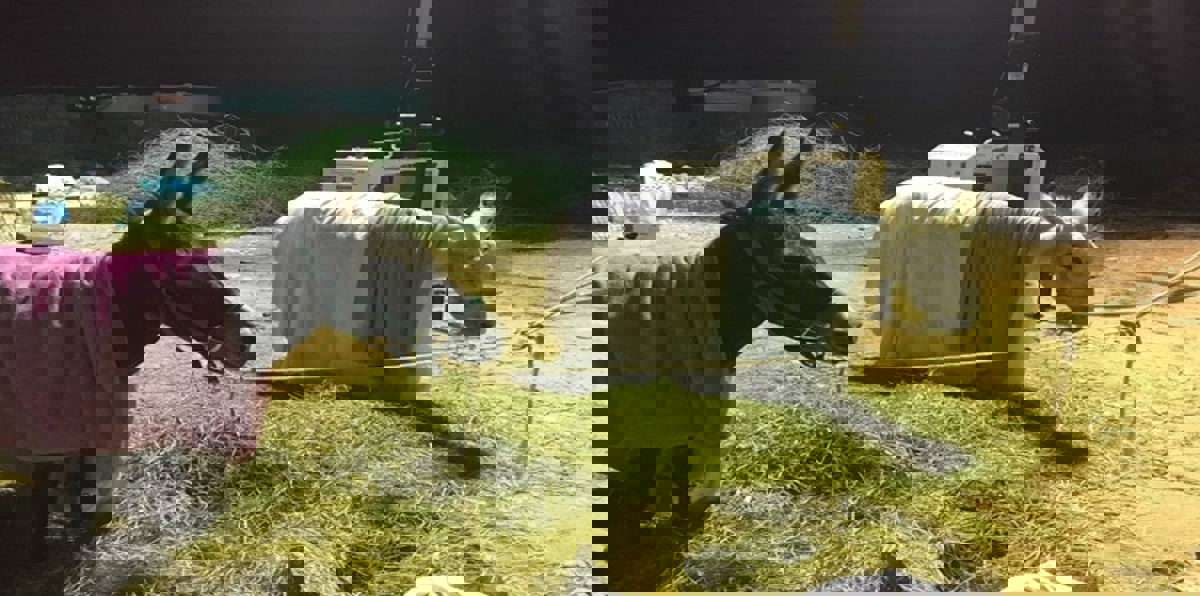 مياه الأمطار تغرق أحد أكبر ملاجئ الحيوانات في قطر