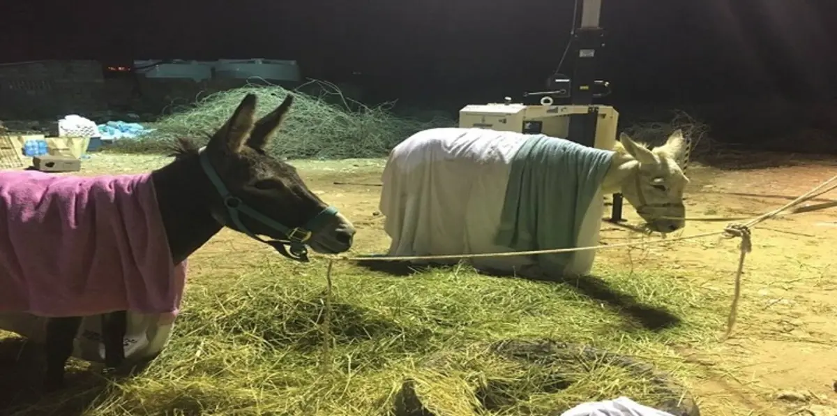 مياه الأمطار تغرق أحد أكبر ملاجئ الحيوانات في قطر