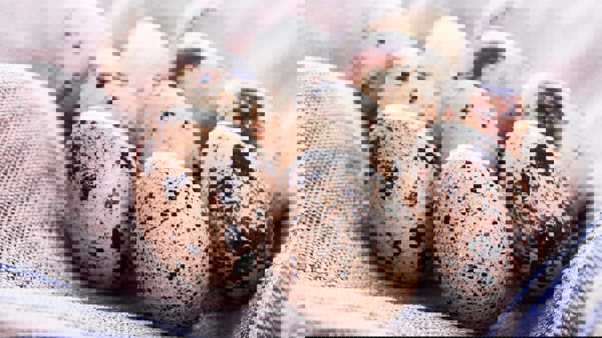 تعرف على أغلى بيض في العالم