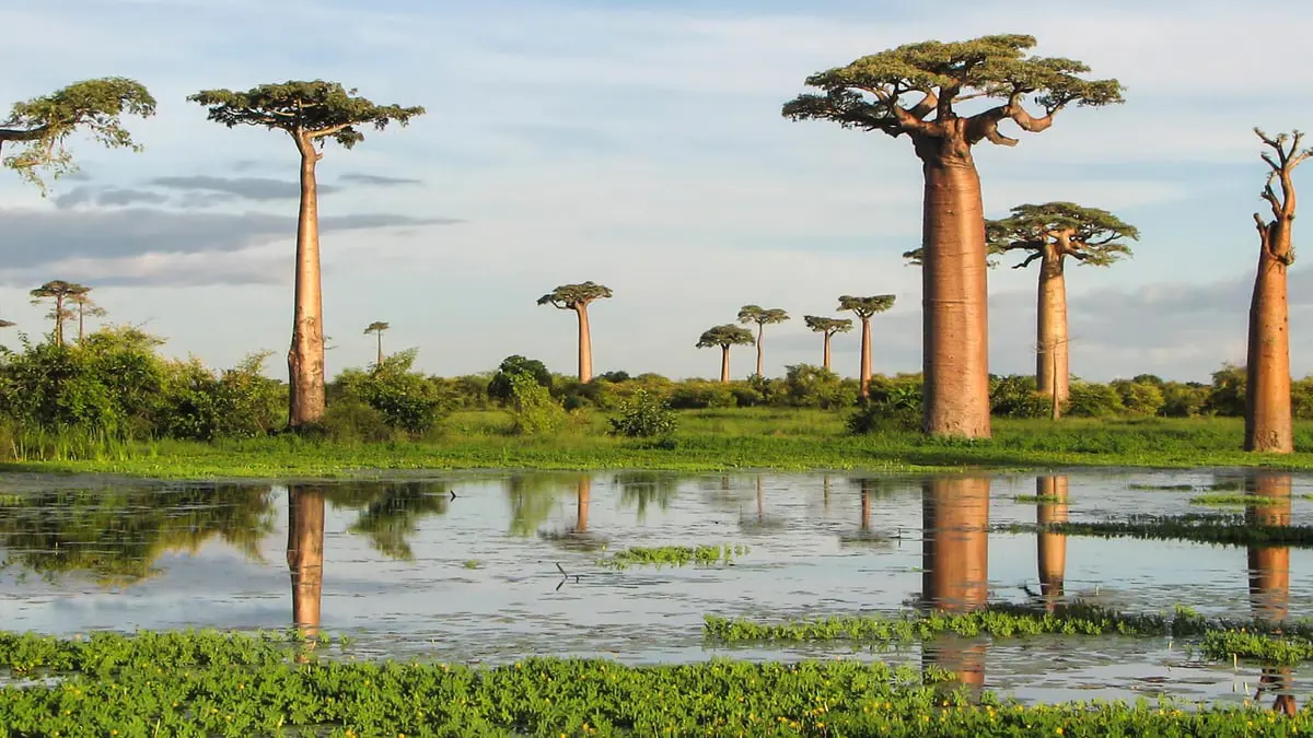 بينها مدغشقر وبنما.. بلدان نجحت في الحد من انبعاثات الكربون