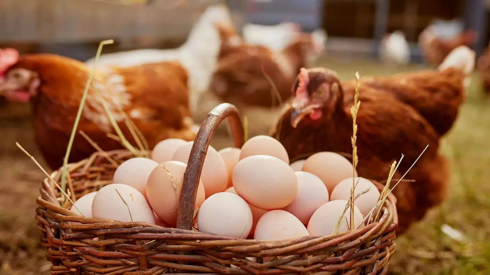 بعد أول حالة وفاة بإنفلونزا الطيور.. هل البيض آمن للأكل؟